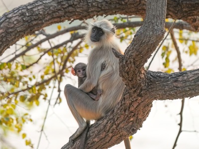 Gray Langur