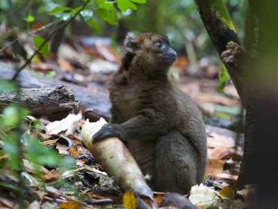 Greater Bamboo Lemur