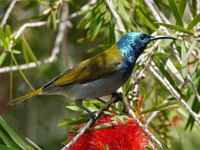 Green-headed Sunbird