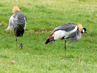 Grey Crowned Crane
