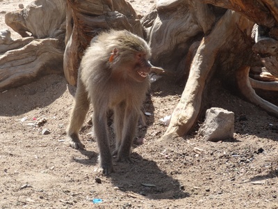 Hamadryas Baboon