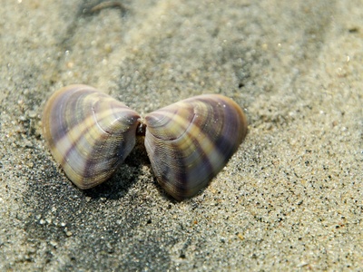 Hard Clams