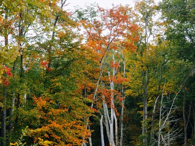 Hardwood Forests