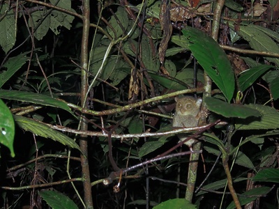 Horsfield's Tarsier