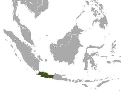 Javan Slow Loris