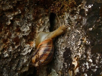 Jura Cave Snail