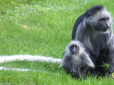 King Colobus