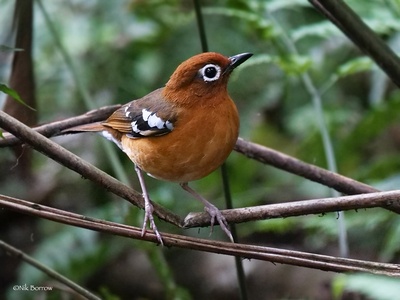 Kivu Ground Thrush