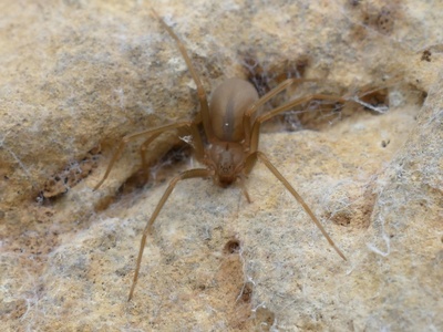 Konrad's Cave Spider