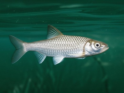 Kropfer
