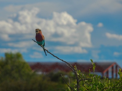 Lilac-breasted Roller