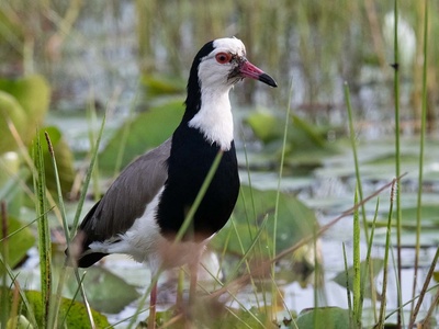 Long-toed Lapwing
