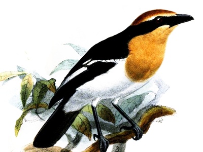Lühder's Bushshrike