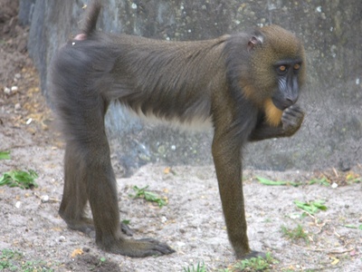 Mandrill