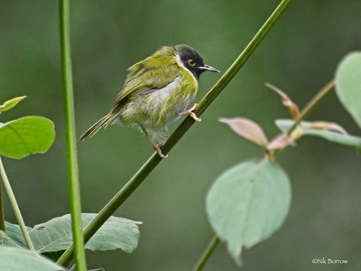 Mountain Masked Apalis