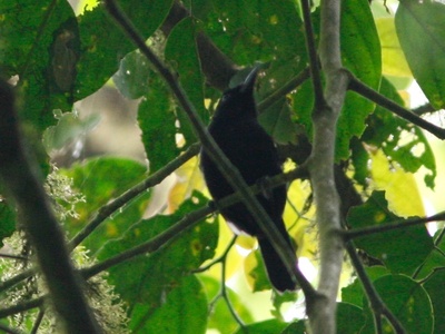 Mountain Sooty Boubou