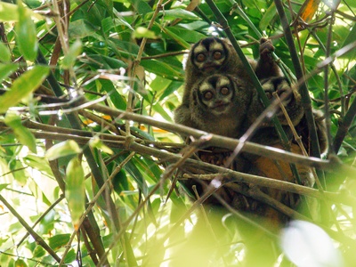 Night Monkey (Gray-bellied)