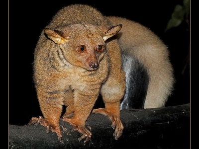 Northern Greater Galago