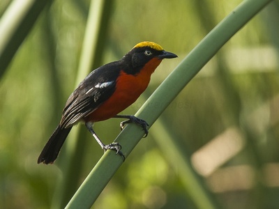 Papyrus Gonolek