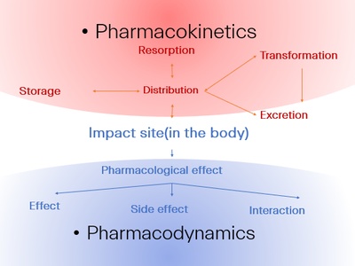 Pharmacokinetics