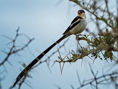 Pin-tailed Whydah