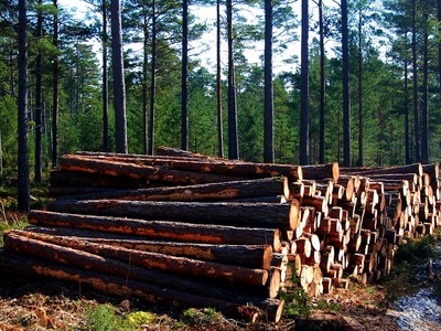 Pine pulpwood