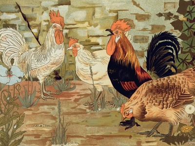 Poultry (broiler chickens)