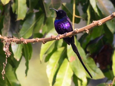 Purple-breasted Sunbird