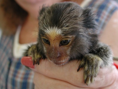 Pygmy Marmoset