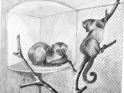 Pygmy Mouse Lemur