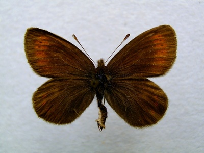 Raetzer's Ringlet