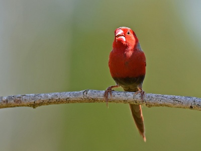 Red-chested Sunbird
