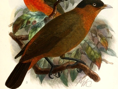 Red-collared Babbler