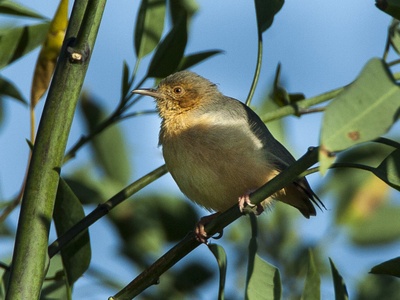 Red-faced Crombec