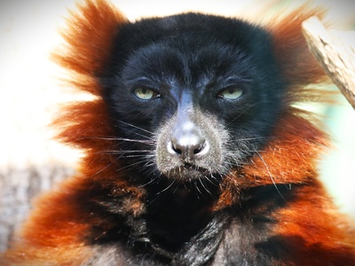 Red Ruffed Lemur