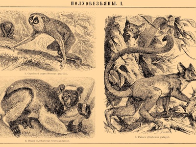 Red Slender Loris