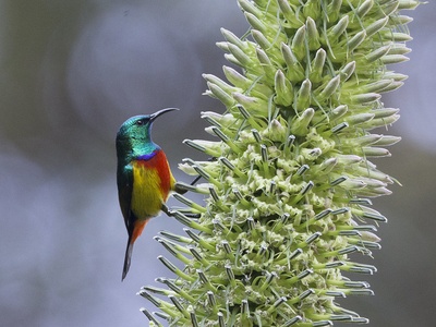 Regal Sunbird