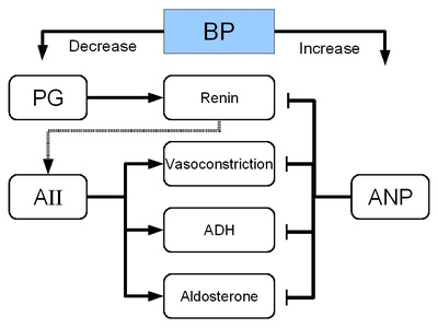 Renal pharmacology