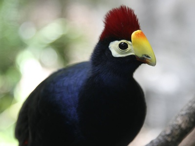 Ross's Turaco