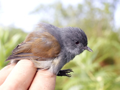 Ruwenzori Hill Babbler