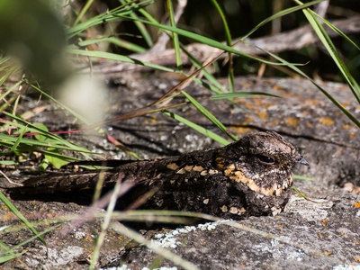 Ruwenzori Nightjar