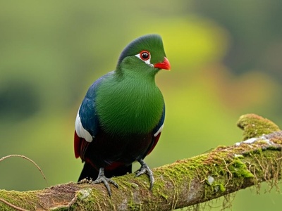 Ruwenzori Turaco