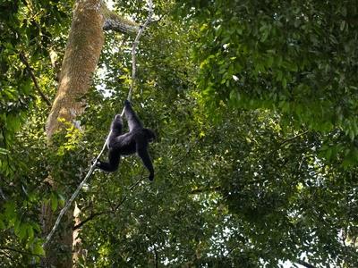 Siamang