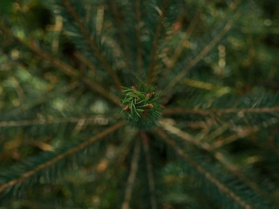 Softwood Forests