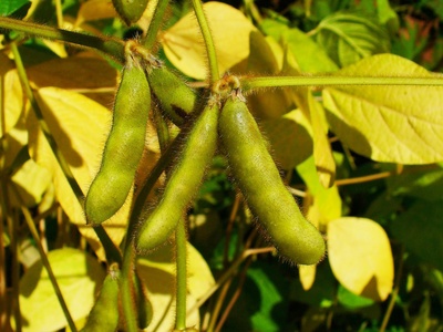 Soybeans