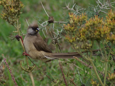 Speckled Mousebird