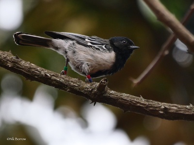 Stripe-breasted Tit