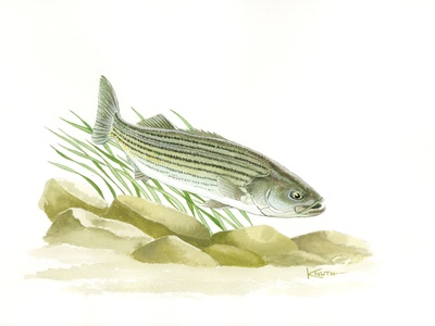 Striped Bass