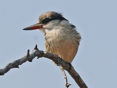 Striped Kingfisher