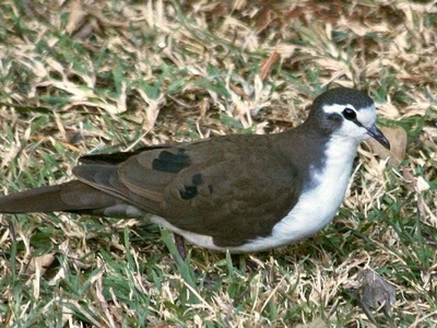 Tambourine Dove